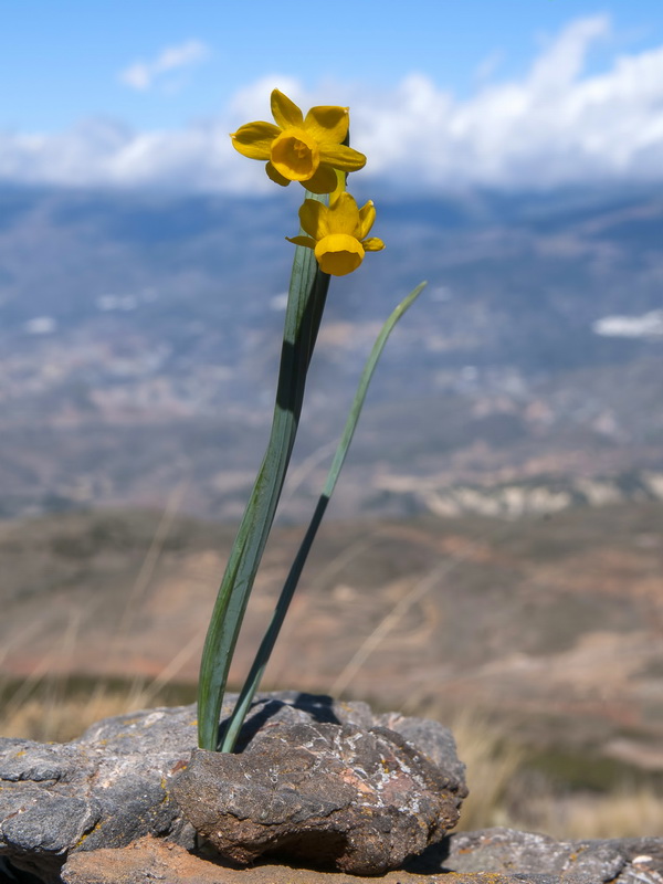 Narcissus gadorensis.05