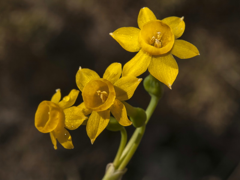 Narcissus gadorensis.10