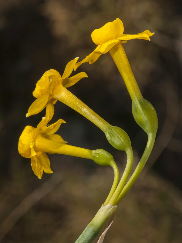 Narcissus gadorensis.11