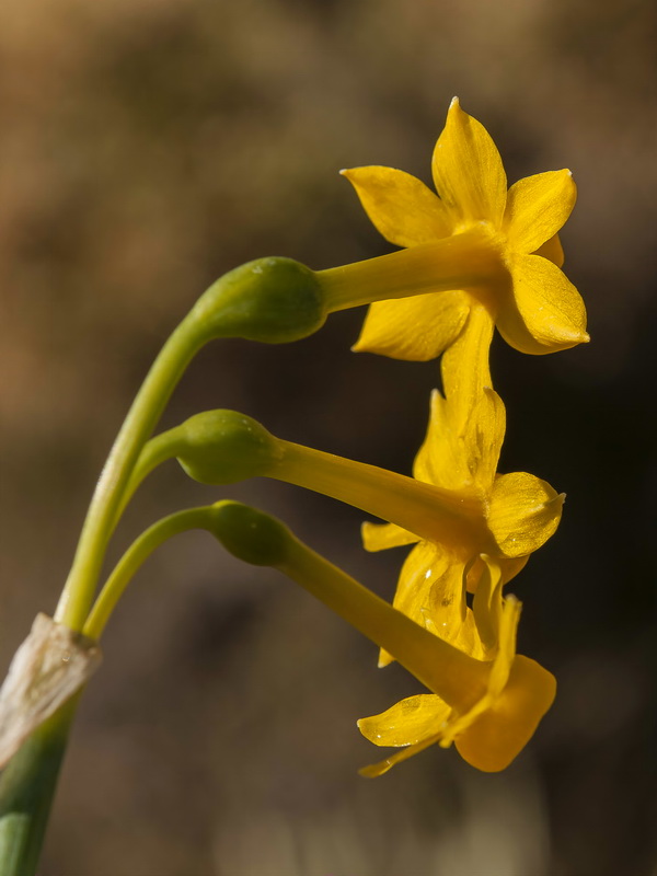 Narcissus gadorensis.12