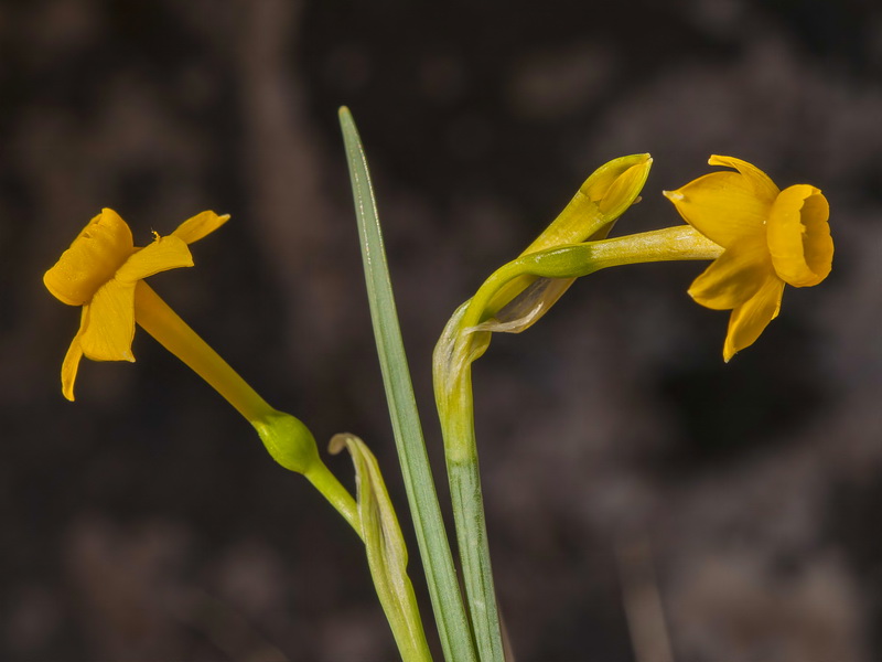 Narcissus gadorensis.15