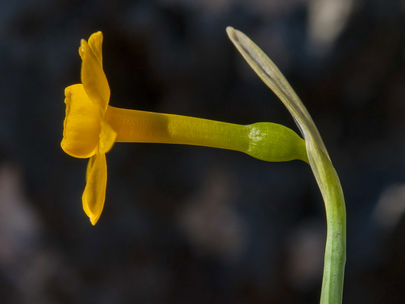 Narcissus gadorensis.19