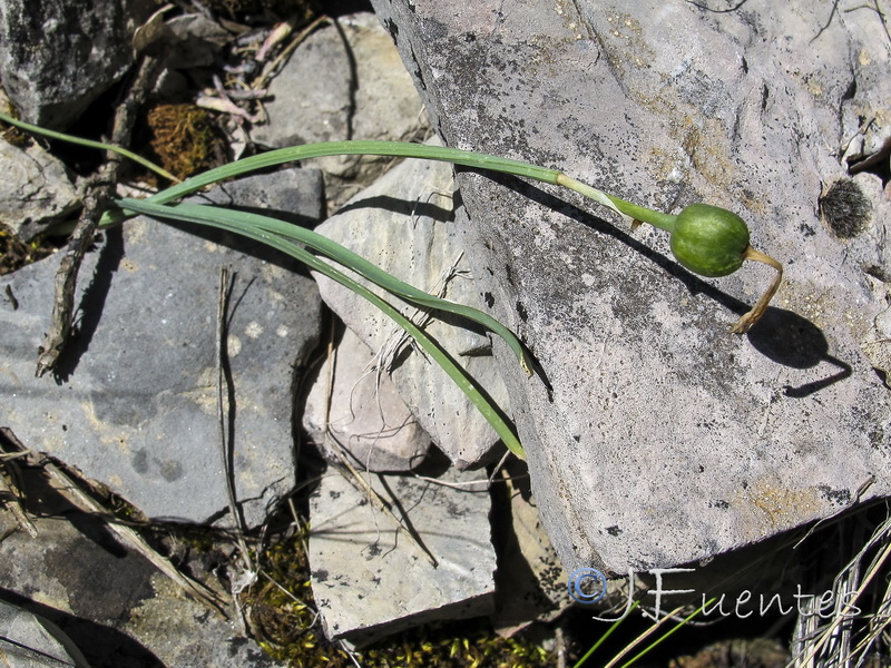 Narcissus gadorensis.31