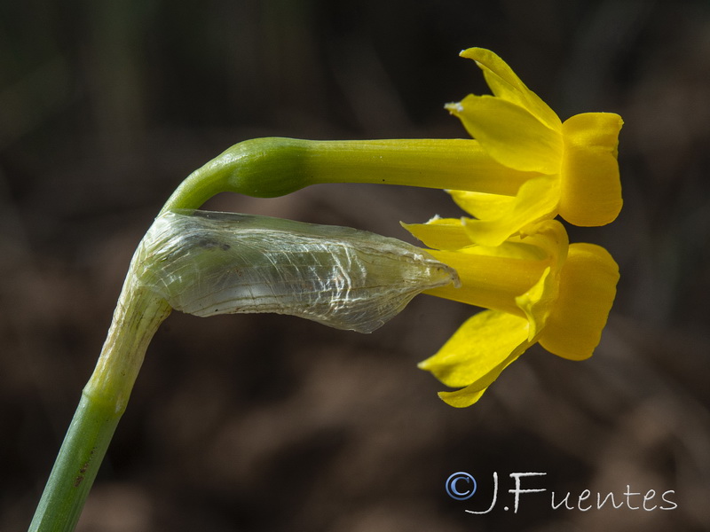 Narcissus gadorensis.29