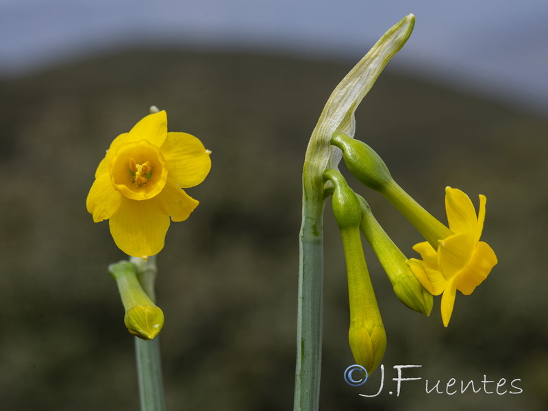 Narcissus gadorensis.40