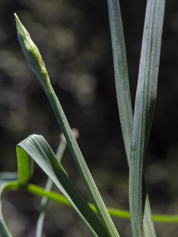 Narcissus gadorensis.52