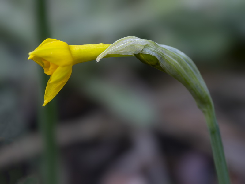 Narcissus gadorensis.53