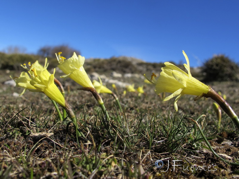 Narcissus hedraeanthus hedraeanthus.03