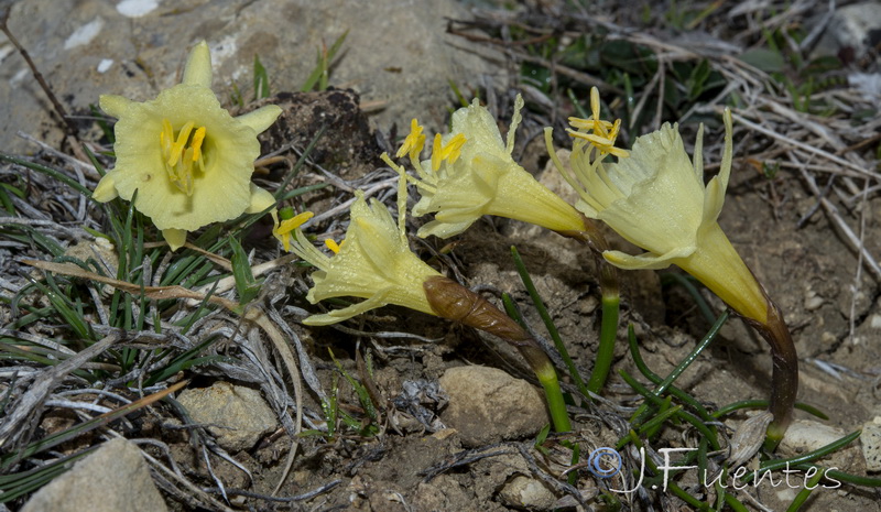 Narcissus hedraeanthus hedraeanthus.04