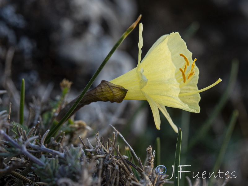 Narcissus hedraeanthus hedraeanthus.16