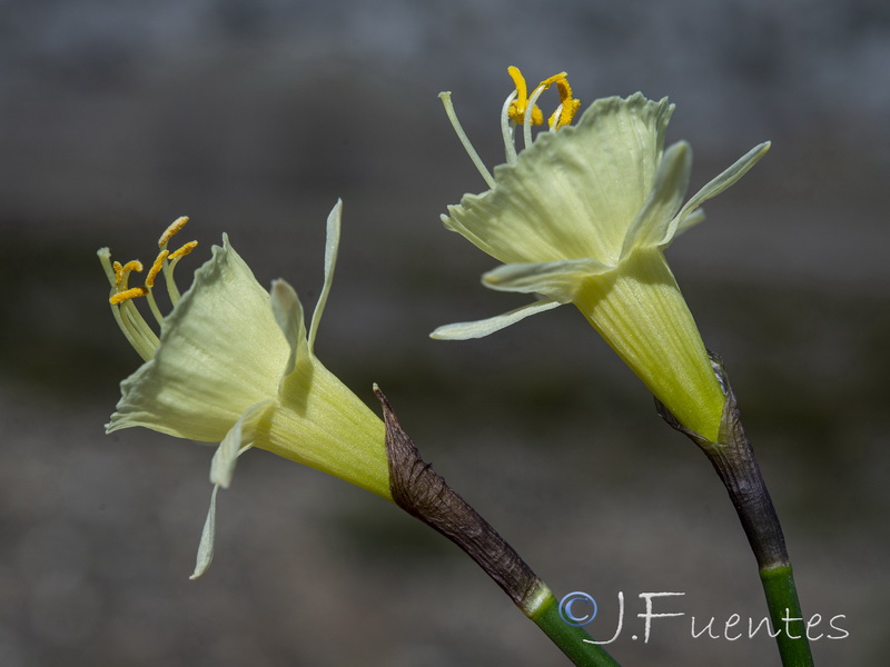 Narcissus hedraeanthus hedraeanthus.08