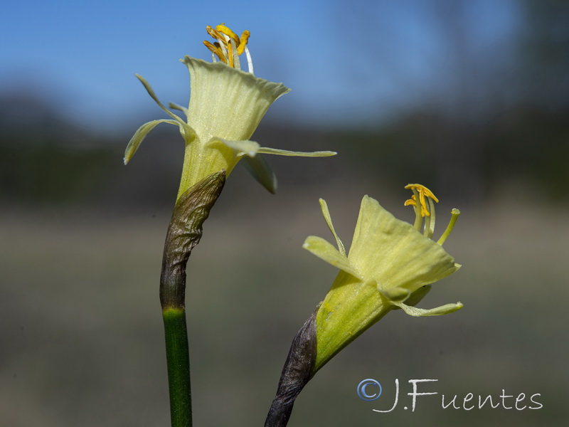 Narcissus hedraeanthus hedraeanthus.09