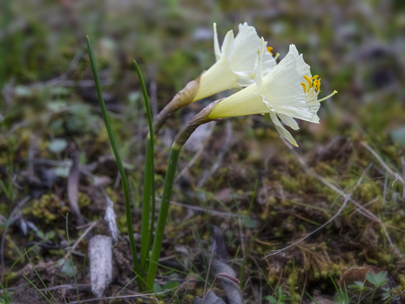 Narcissus blancoi.01