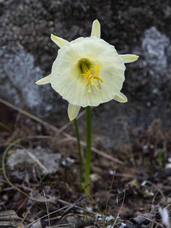 Narcissus blancoi.03