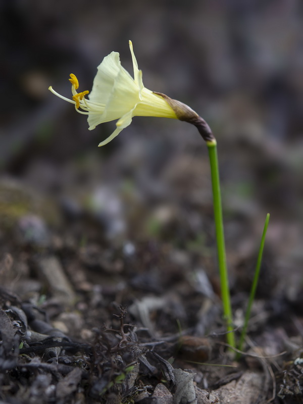 Narcissus hedraeanthus luteolentus.02