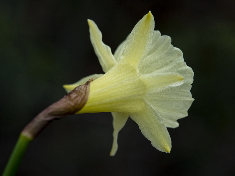 Narcissus blancoi.05