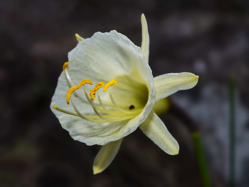 Narcissus blancoi.06