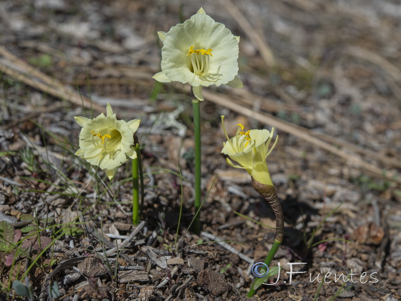 Narcissus hedraeanthus luteolentus.01