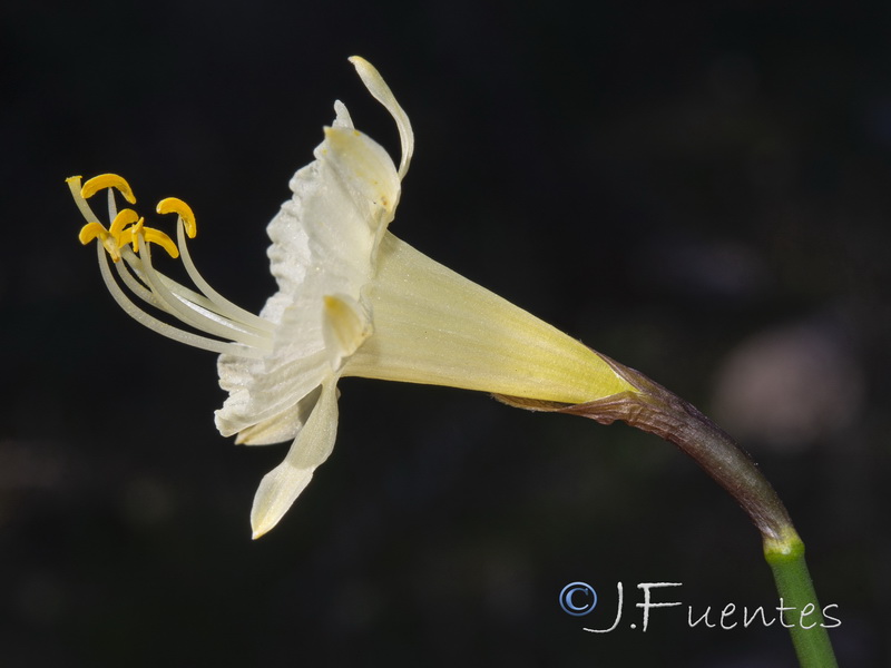 Narcissus hedraeanthus luteolentus.03