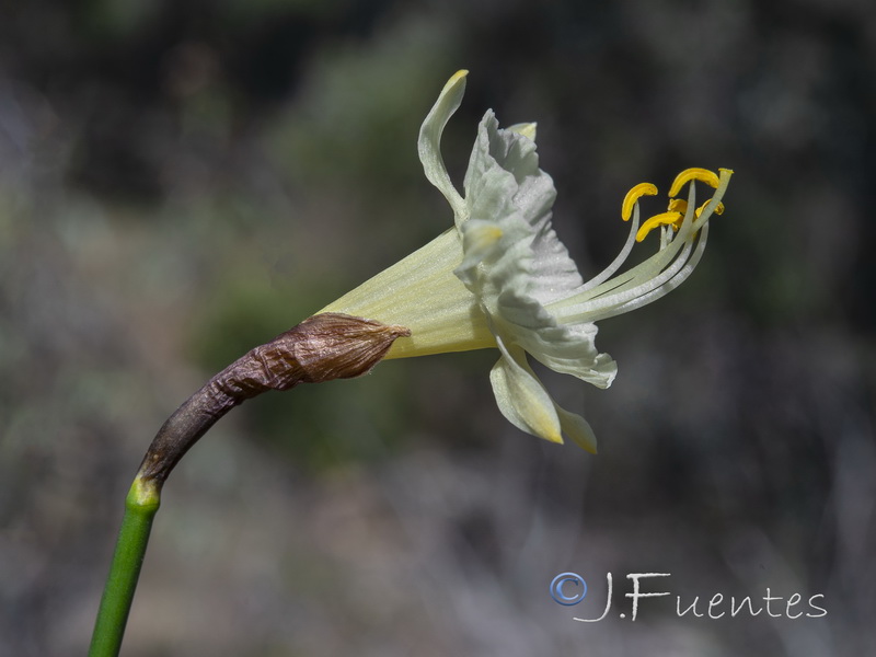 Narcissus hedraeanthus luteolentus.04