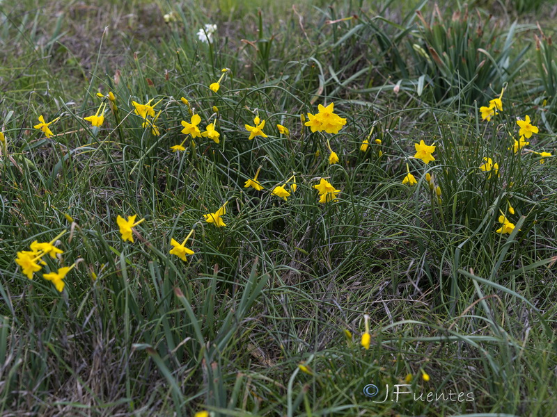 Narcissus jonquilla cerrolazae.01