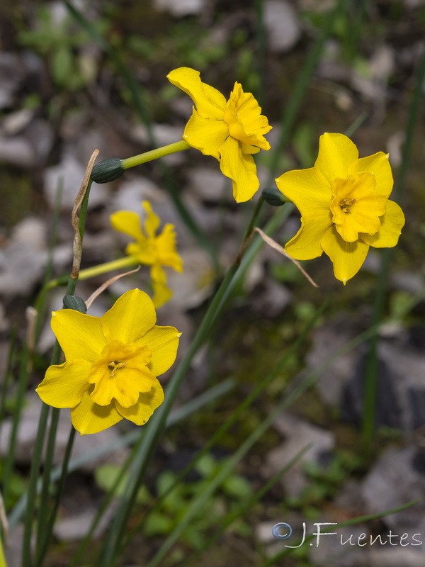 Narcissus jonquilla cerrolazae.10