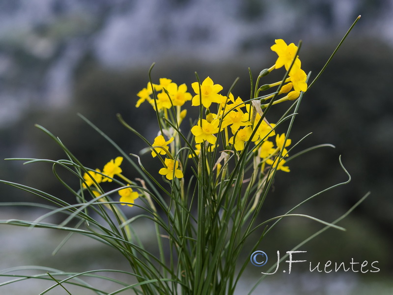 Narcissus jonquilla cerrolazae.14