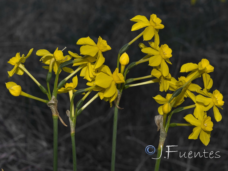 Narcissus jonquilla cerrolazae.16