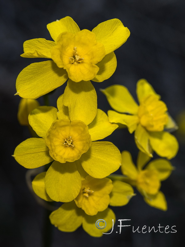 Narcissus jonquilla cerrolazae.17