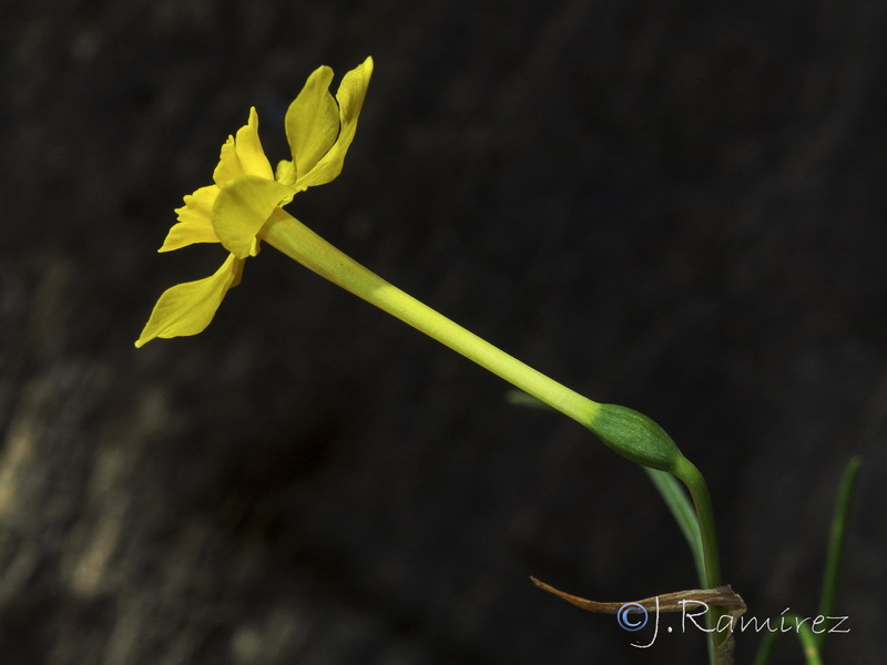 Narcissus jonquilla cerrolazae.20