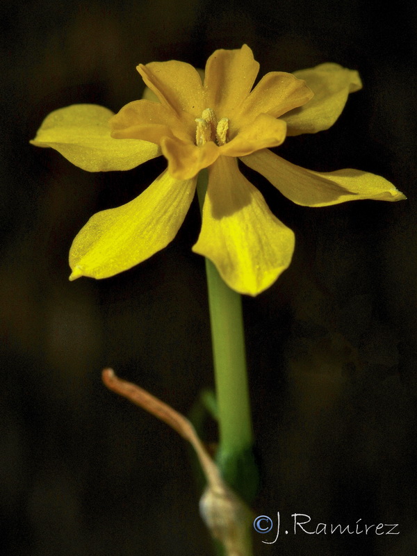 Narcissus jonquilla cerrolazae.23