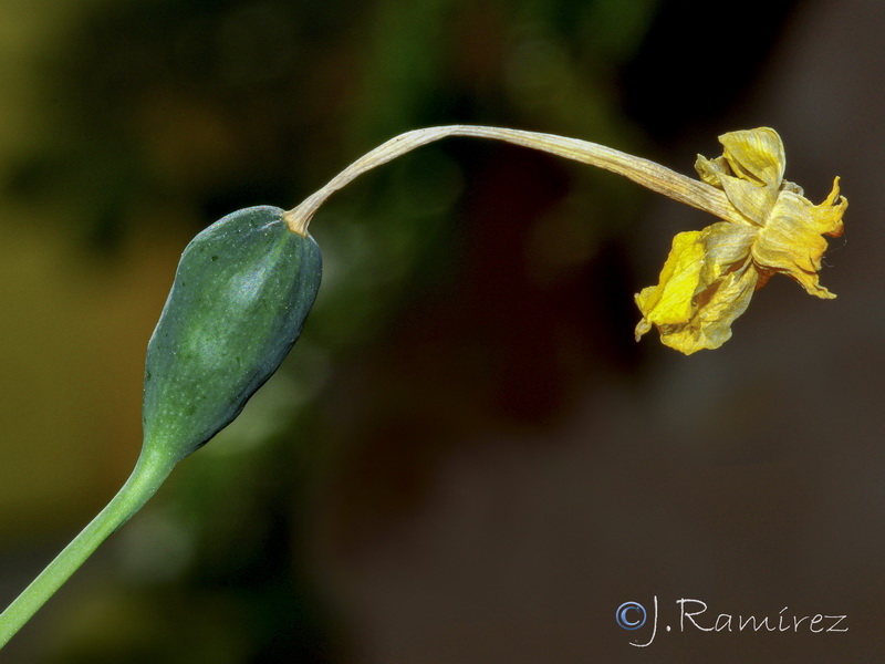 Narcissus jonquilla cerrolazae.25