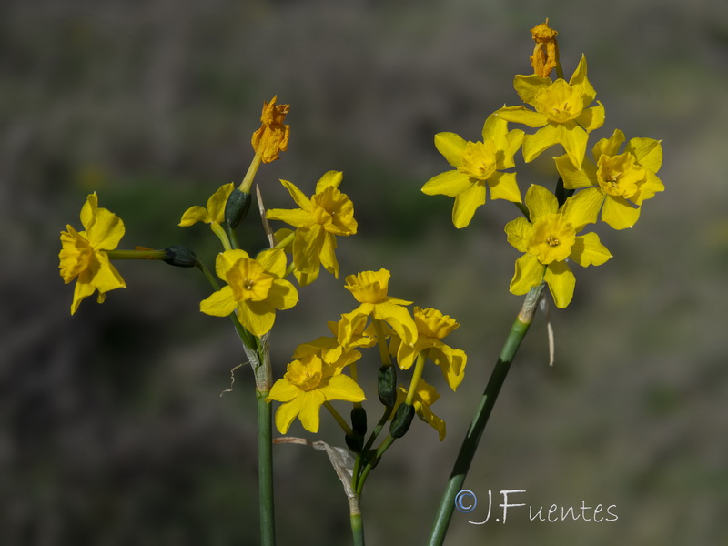 Narcissus jonquilla cerrolazae.27