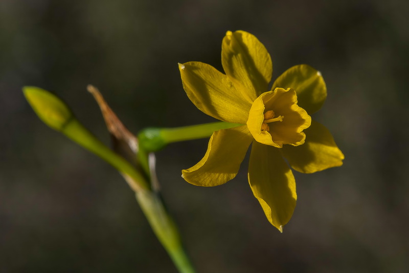 Narcissus jonquilla jonquilla.07