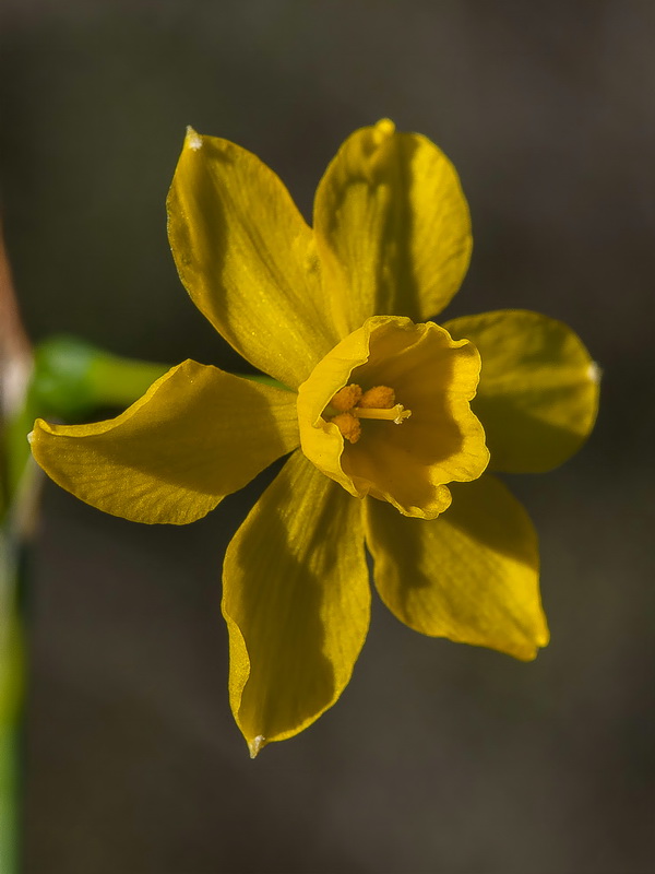 Narcissus jonquilla jonquilla.08
