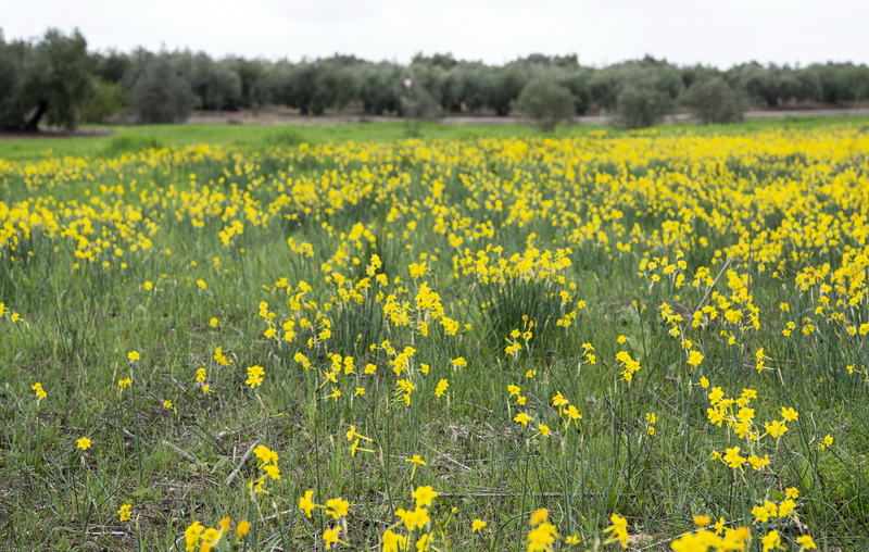 Narcissus jonquilla jonquilla.20