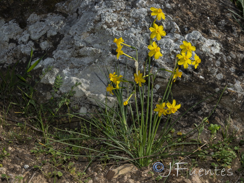 Narcissus jonquilla jonquilla.21