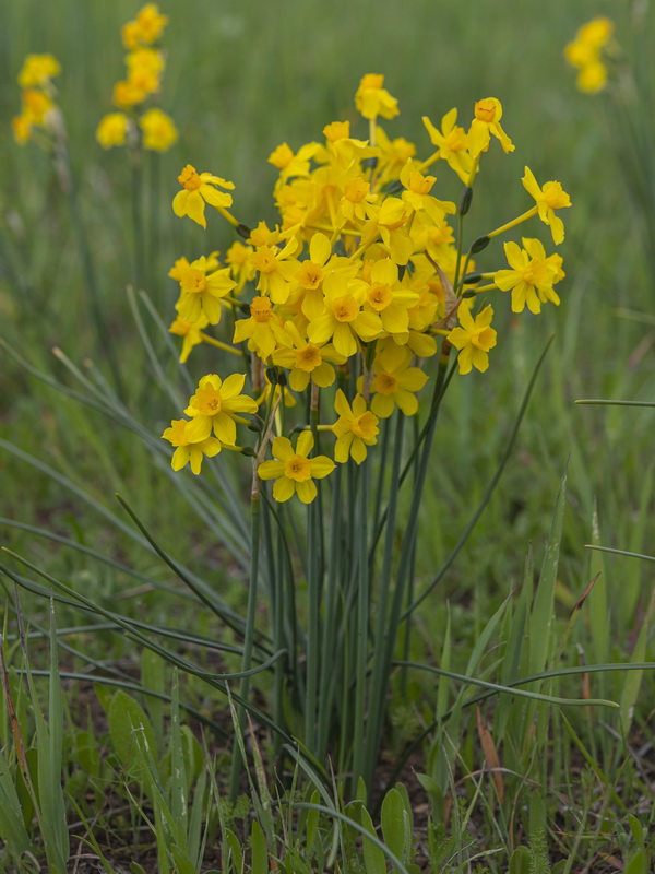 Narcissus jonquilla jonquilla.24