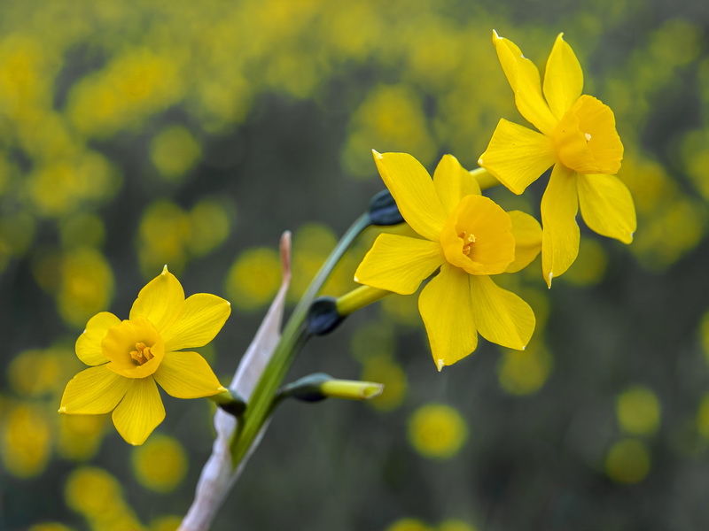 Narcissus jonquilla jonquilla.31