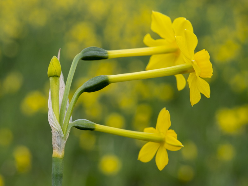 Narcissus jonquilla jonquilla.32