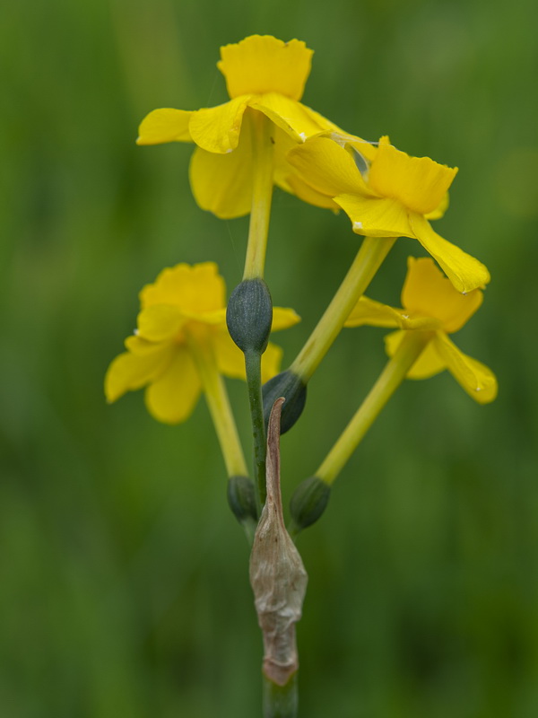 Narcissus jonquilla jonquilla.39