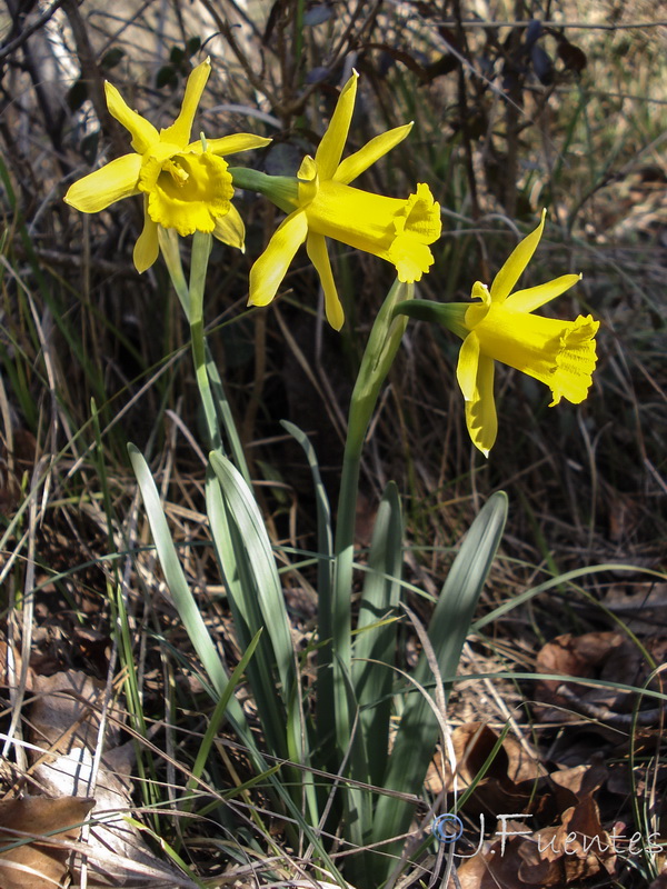 Narcissus longispathus.01