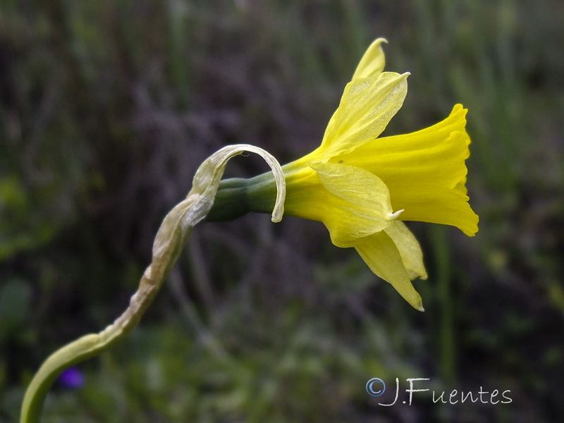 Narcissus longispathus.07