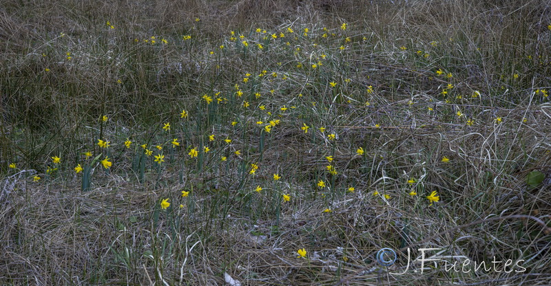 Narcissus nevadensis longispathus.01