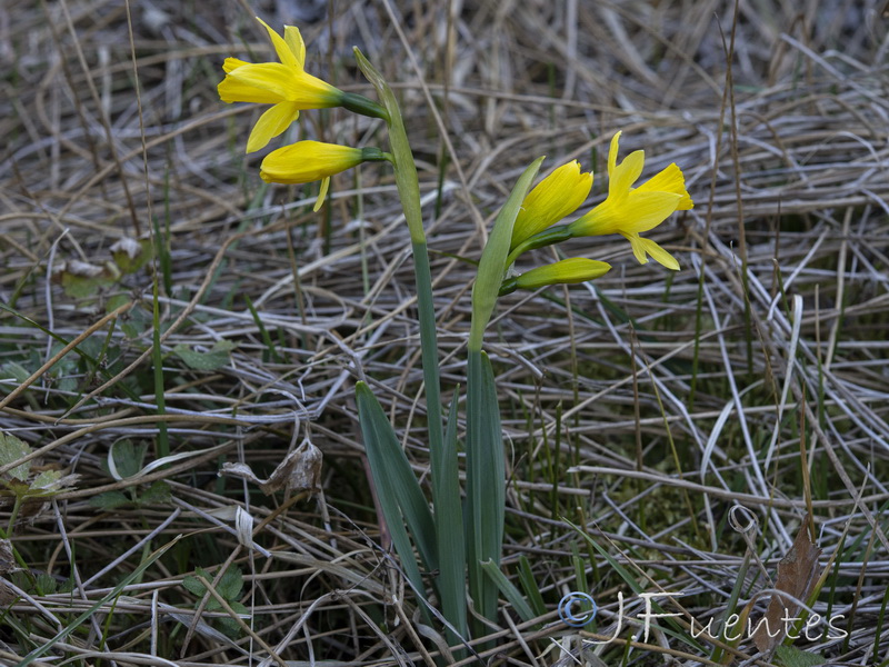 Narcissus nevadensis longispathus.06