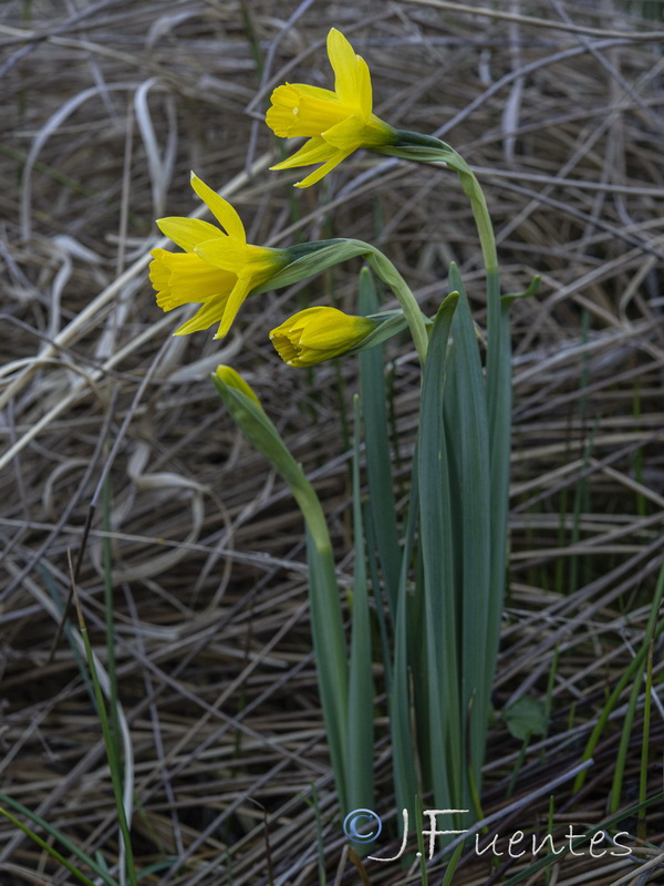 Narcissus nevadensis longispathus.07