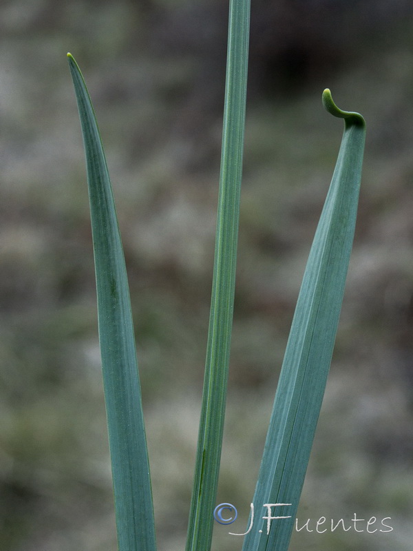 Narcissus nevadensis longispathus.10