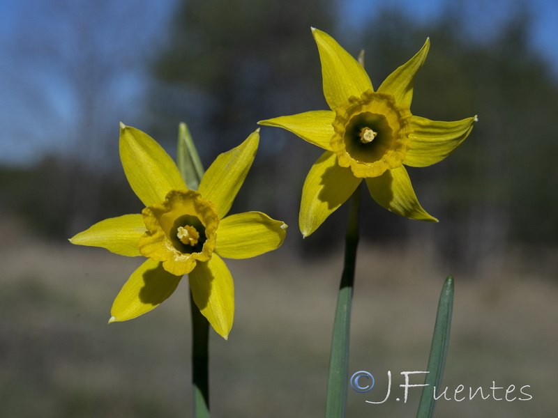 Narcissus nevadensis longispathus.12