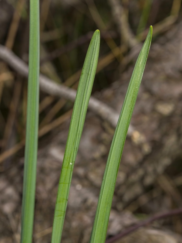 Narcissus nevadensis herrerae.14