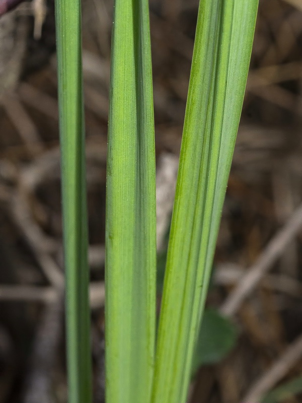 Narcissus nevadensis herrerae.15
